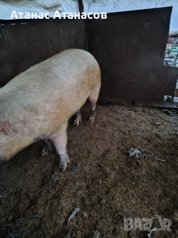 Свиня майка , снимка 2 - Прасета - 53506507