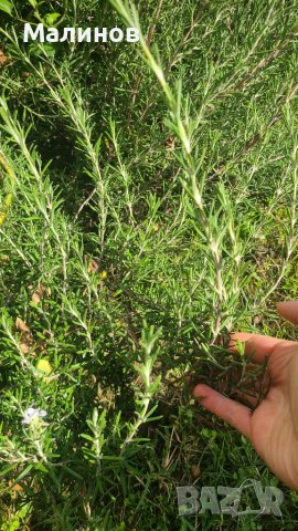 Розмарин - за пресаждане, пресен или за сушене, снимка 4 - Градински цветя и растения - 38104810