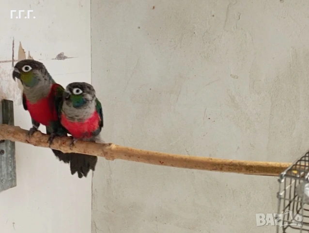 Двойка пирура перлата , снимка 2 - Папагали - 53454780