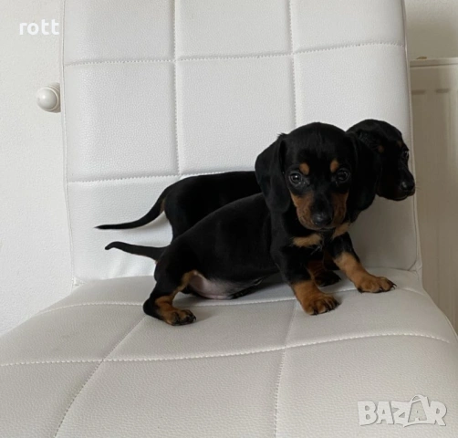 Дакел, снимка 3 - Дакели - 53223027