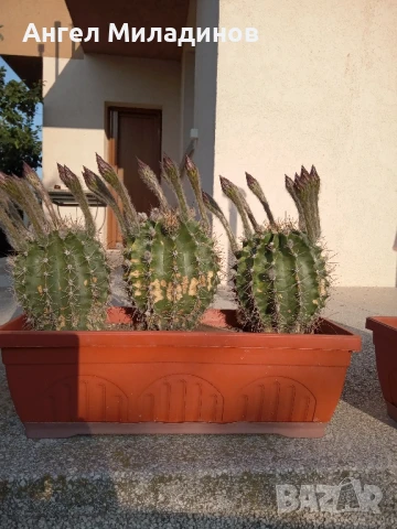 Сандъче с кактуси, снимка 9 - Стайни растения - 50008445