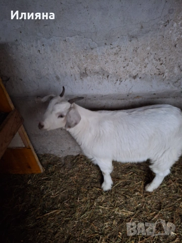 Продавам две женски ярета, снимка 5 - Кози - 53217317