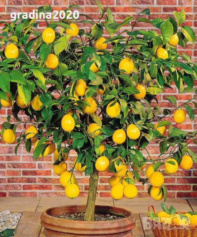 Лимон , Портокал ,Лайм , Мандарина и Кумкуат   -  Облагородени  растения ! 