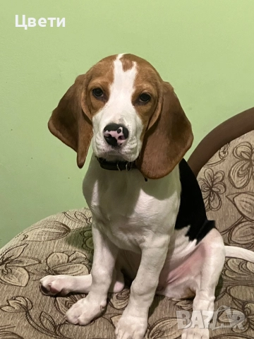 Две бигълки, бигълчета търсят стопани, снимка 2 - Бигъл - 52232599