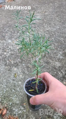 Розмарин - за пресаждане, пресен или за сушене, снимка 6 - Градински цветя и растения - 38104810