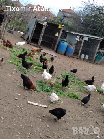 Селски кокошки