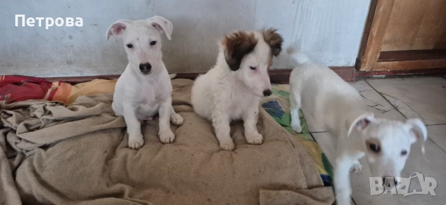 продавам джак ръсел териер, снимка 4 - Джак ръсел териер - 53559295