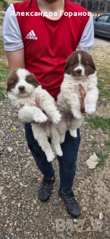 Продават се каракачансаки кученца, снимка 1