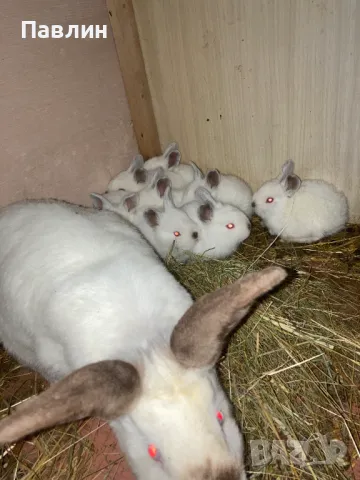 Зайци, снимка 4 - Други - 48715045