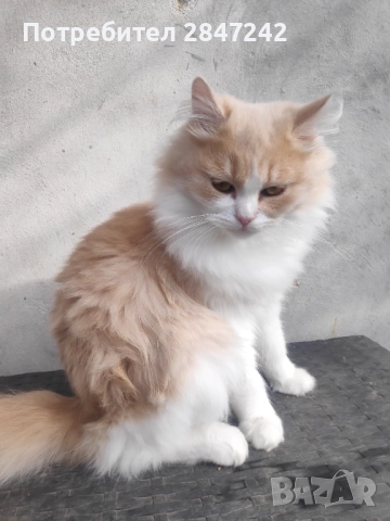 Беж пух, снимка 5 - Персийска - 52290620