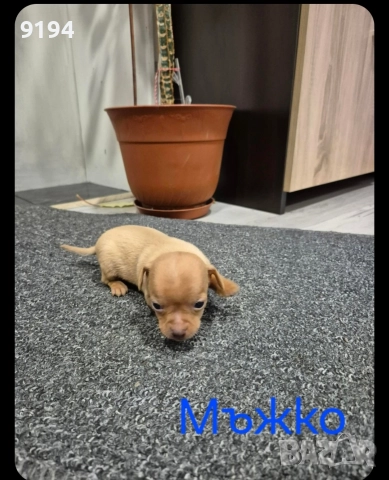 пинчер,пинчер