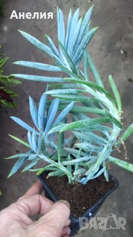 Сукулент Blue Stick
Curio talinoides
Сини пръсти!, снимка 2 - Стайни растения - 43010772