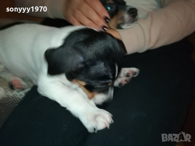 ДЖАК РЪСЕЛ-БЛАГА МУЦУНКА ЖЕНСКО НА 3 МЕСЕЦА 2510252107, снимка 4 - Джак ръсел териер - 52180647