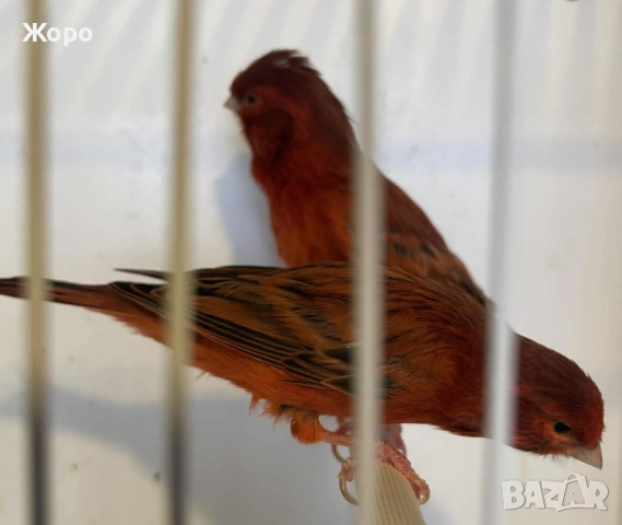 Продавам чифт , снимка 7 - Канари - 52343879