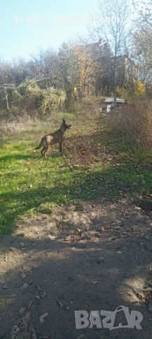Белгийска овчарка Малиноа, снимка 5 - Белгийска овчарка - 52793479