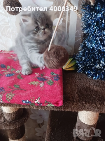 Продавам  персийско коте, снимка 1