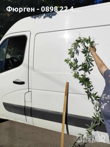  Пасифлора - Passiflora, снимка 4 - Разсади - 37497476