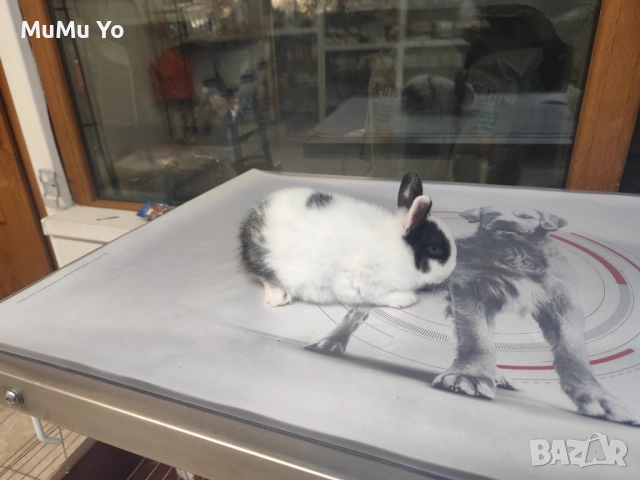 Декоративно зайче / заек, снимка 8 - Декоративни зайчета - 48443654