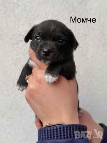 Мини чихупинчери , снимка 7 - Чихуахуа - 52724080