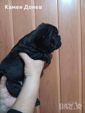 Френски булдог , снимка 14 - Френски булдог - 52957098