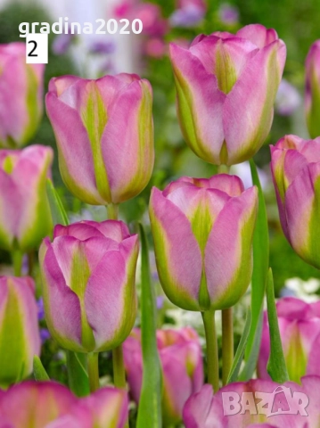 Луковици на лалета, снимка 7 - Разсади - 51436404