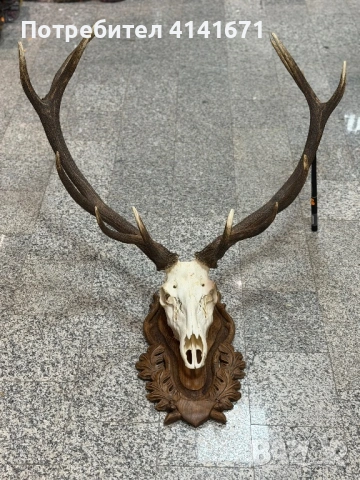 Еленски Череп с рога и дърворезба за украса  