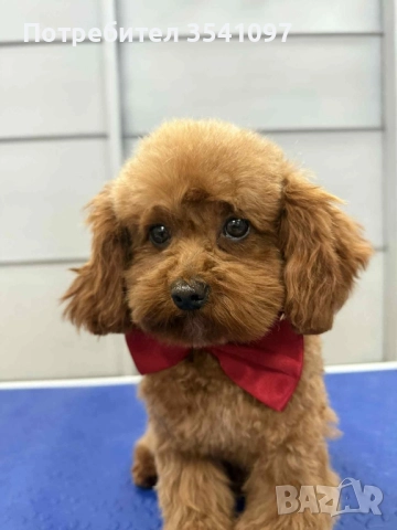 Той Пудел за разплод , снимка 7 - Пудели - 48428851