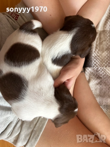 ДЖАК РЪСЕЛ-250ЛВ ЗА СЛАДУРЧЕ 1009250757, снимка 7 - Джак ръсел териер - 51662102