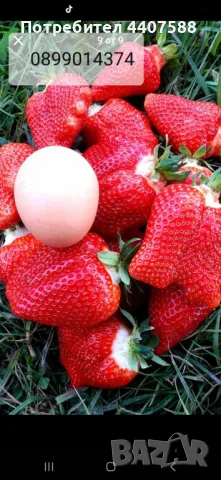 Разсад ягоди и малини , снимка 5 - Разсади - 49726783