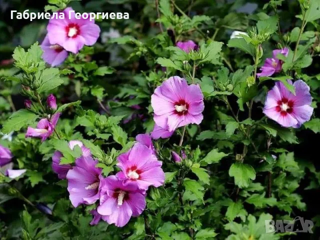 Обикновен хибискус , снимка 3 - Градински цветя и растения - 47426654