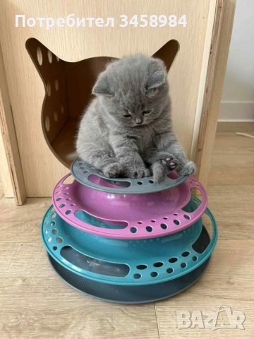 Британска късокосместа , снимка 4 - Британска късокосместа - 52649779