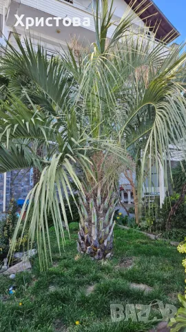 Палма Бутия - Пресни семена, снимка 2 - Градински цветя и растения - 47279992