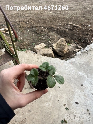 Разсад Ягоди сорт Дели, снимка 4 - Разсади - 52770246