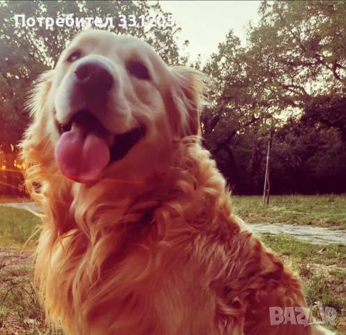 Голдън Ретривър търси Дама.