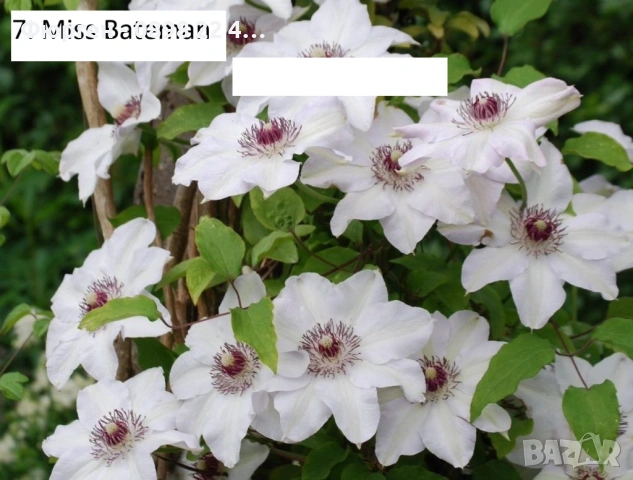 Клематис налични 33 вида, снимка 11 - Разсади - 48740880