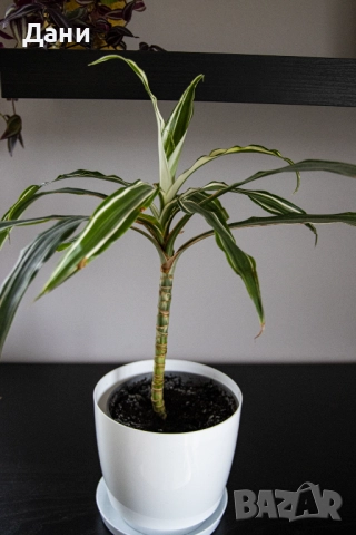 🌿 Драцена Lemon Lime – жизнена и лесна за отглеждане у дома 🌿 Готова за подарък