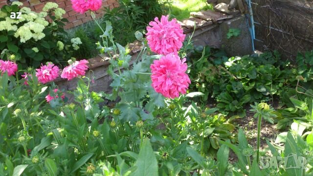 Градински мак, снимка 6 - Сортови семена и луковици - 26210382