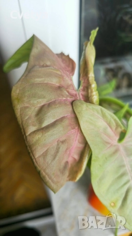 Сингониум-розов