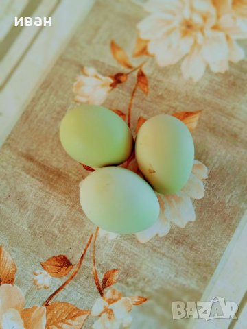 Ексел -яйца от порода снасяща синьо -зелени яйца  около 250 яйца , снимка 6 - други­ - 40631811