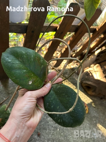 Hoya GPS 7020 , снимка 1