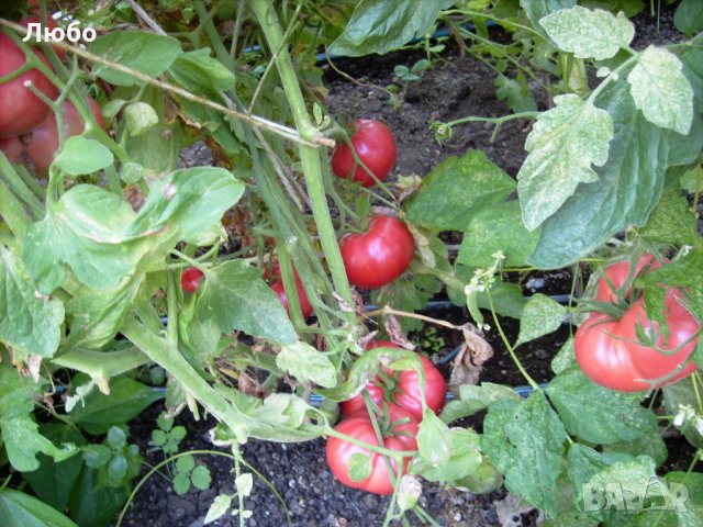 Разсад и семена от домат-Малинов винконте, снимка 5 - Сортови семена и луковици - 17473071