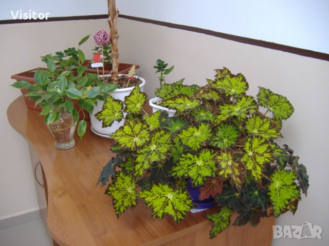 фотоапарат Fujifilm FinePix A345 , снимка 16 - Фотоапарати - 52738803