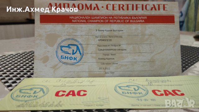 Алабай за разплод, снимка 8 - Алабай - 34957358