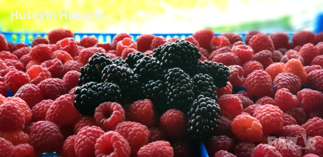 Расад Малини и Къпини без бодли, снимка 7 - Разсади - 52165658