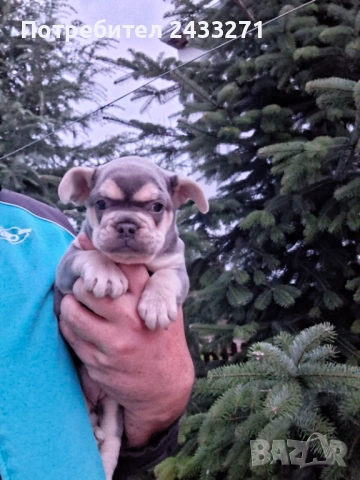 Френски булсог, снимка 2 - Френски булдог - 52860240