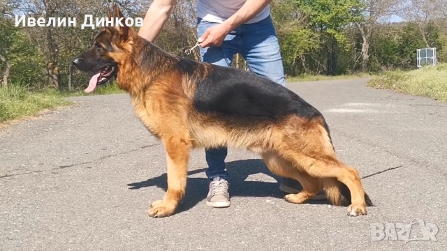 Немска овчарка с дълъг косъм с родословие , снимка 3 - Немска овчарка - 52250742