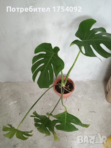 Monstera Deliciosa , снимка 2 - Стайни растения - 52733599