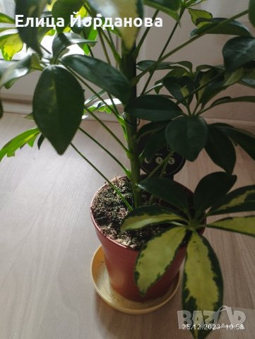 Пъстра шефлера, снимка 6 - Стайни растения - 43541911