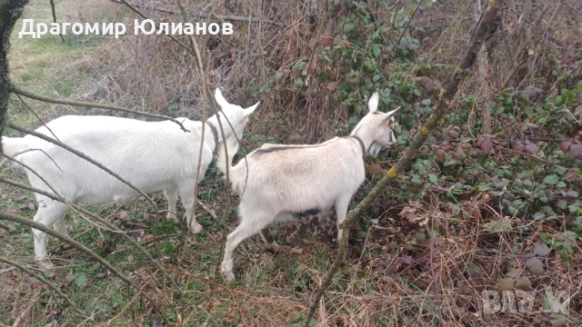 Продавам 2 млади козички 