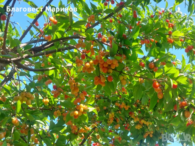 Дрян  дренки , снимка 1